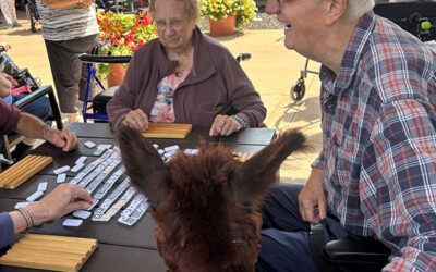 Llamas and Dominoes